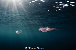The pair of squid seemed very interested in my dome port ... by Shane Gross 